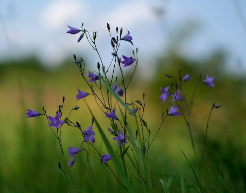 wildflowers of nova scotia field guide